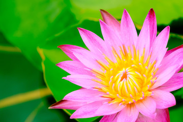 Closeup blooming pink waterlily or lotus flower natural background Lotus leaf.