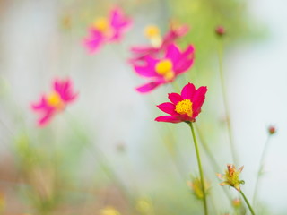 Obraz na płótnie Canvas Red Mexican Aster or Cosmos flower with the scientific name: Cosmos bipinnatus Cav. Blur the natural background in pastel colors to make you feel sweet and bright with a love concept.