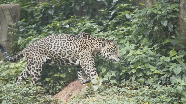 slow motion, Leopard walks slowly in the forest.
