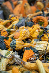 Colorful pumpkin squash and goards. Focus on foreground, background intentionally blurred for copy space