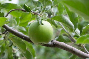 green apple on the branch and orchard