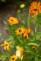 Bumble Bee on Orange Flower