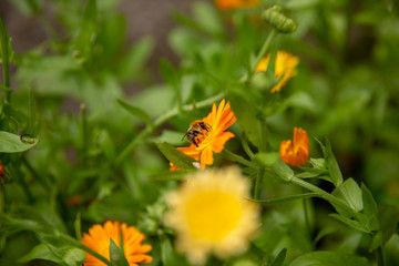 Fototapeta premium Bumble Bee on Orange Flower 2