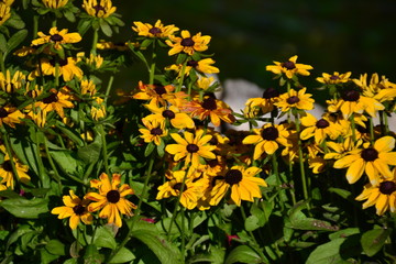 Black-eyed Susans in Bloom