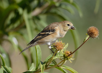 American goldfinch bird or Spinus tristis perched on dried autumn flowers to eat last seeds of season