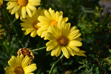Yellow Daisy