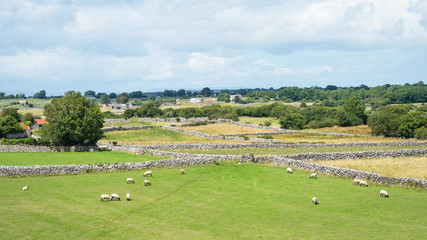Fototapeta na wymiar Sheep Grazing in Ireland