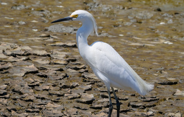 Egret