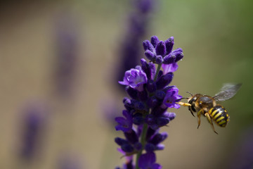 Biene im Flug vor Lavendelblüten