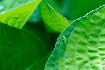 Water Drop On Leaf