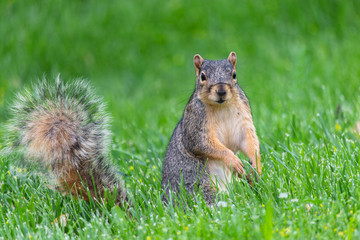 Squirrel Looking At Camera