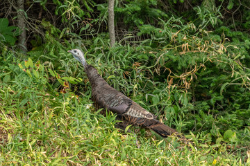Young Wild Turkey