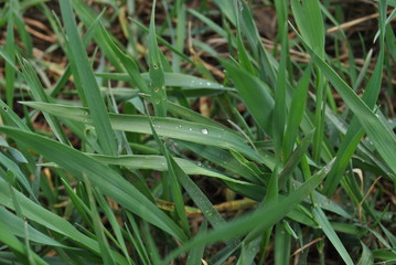 Dew on the grass