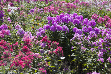 Obraz premium Beautiful summer flowers