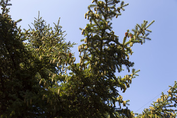 Cones on a fir-tree