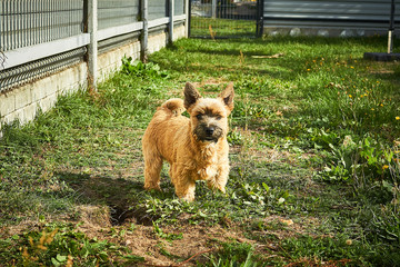 Norwich terrier