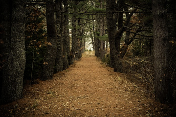 Pine Hill dark path