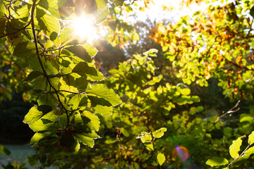 Obraz premium green leaves of a tree with backlight in autumn