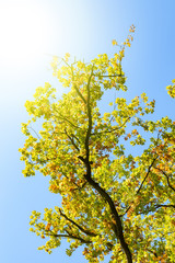 autumn leaves against blue sky with backlight