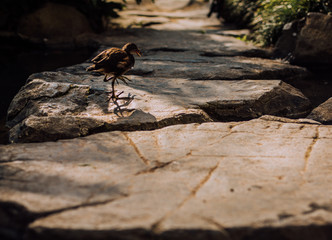 Exotic cute littlebird