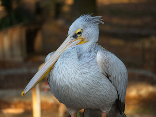 Pélican
