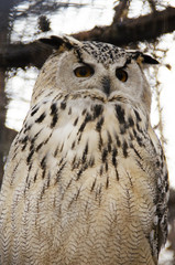 Portrait of an owl sitting on a branch