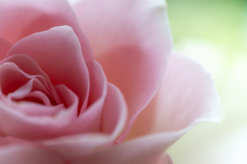 ピンクの薔薇　マクロ
