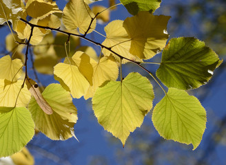 Tuscany, Italy, October 2018, branch of lime lives on blue sky background