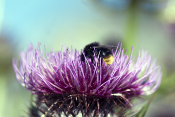 ape su fiore bee on flower