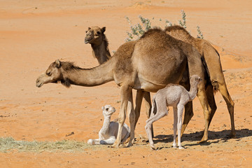 Camels with young calves on a desert sand dune, Arabian Peninsula.