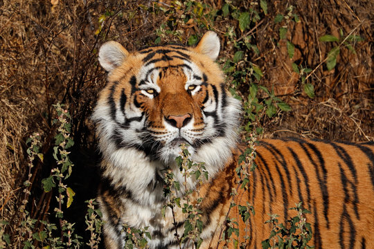 Portrait of a Bengal tiger (Panthera tigris bengalensis) in natural habitat, India.