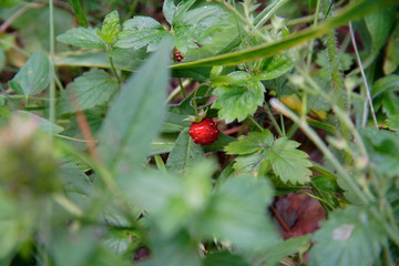 Closeup view of a forest (wild) strawberry