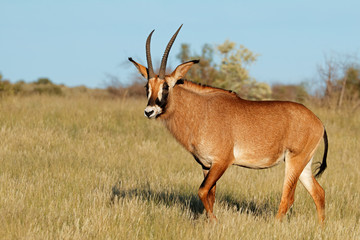 A rare roan antelope (Hippotragus equinus) in natural habitat, South Africa. - obrazy, fototapety, plakaty