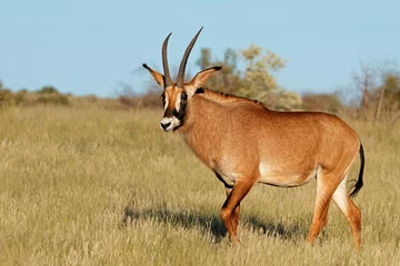 Fotobehang Een zeldzame roan antilope (Hippotragus equinus) in natuurlijke habitat, Zuid-Afrika. © EcoView