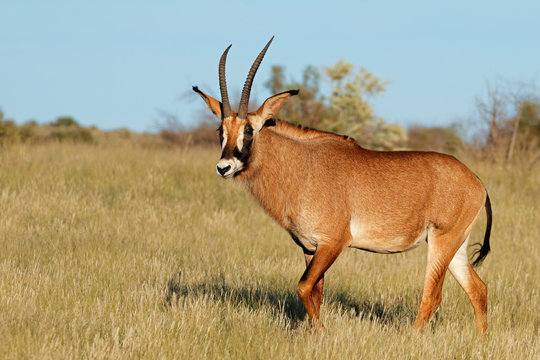 A rare roan antelope (Hippotragus equinus) in natural habitat, South Africa.
