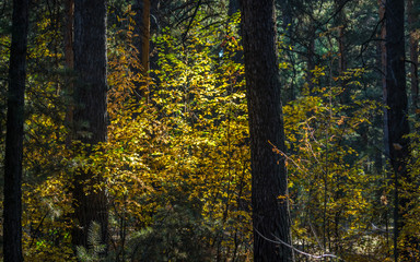 Light Of Hope Concept: Leaves Glowing In Sunlight In A Dark Mysterious Fantasy Forest. Autumn, Fall Colorful Foliage.