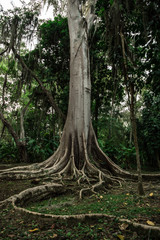 Obraz premium The big roots of an old tree.