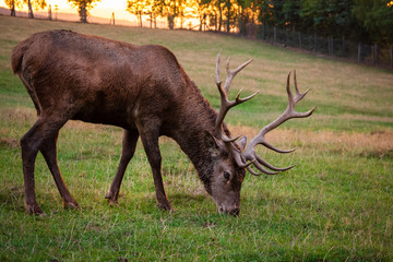 Deer Hirsch im Sonnenuntergang Sunset