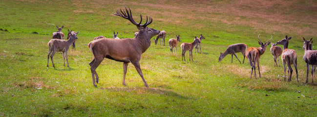 Hirsch mit Geweih in der Natur Panorama