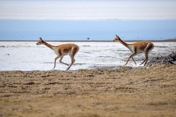 Vicuna