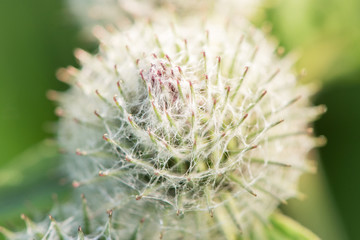 Flowers and spines of a plant burdock closeup on a meadow in summer