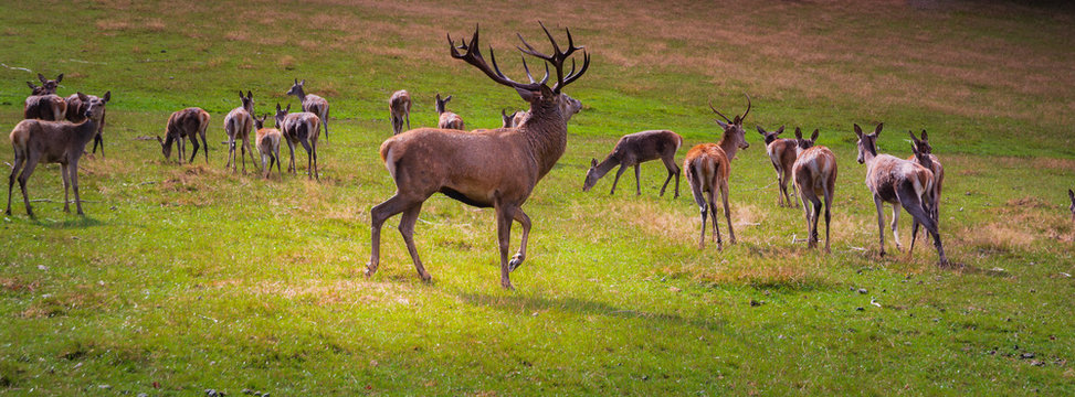 Hirsch mit Herde  in der Brunft Panorama
