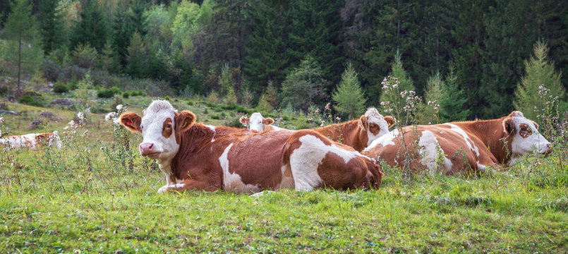 Junge Rinder auf der Bergweide