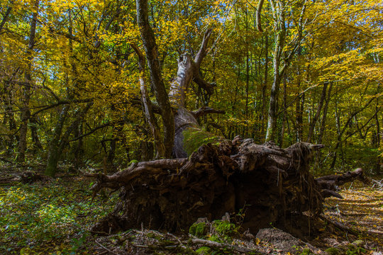 600 hundred year old olk tree in one of the oldest  natural reserve forest in Romania. Photo was taken during autumn seson