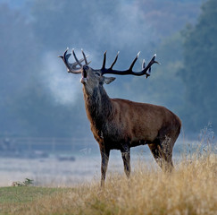 An adult Red Deer stag with full antlers barking with mist from its mouth in a woodland setting