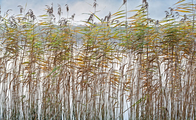 Semi-abstract close-up of the leaves of riverside reeds forming a screen