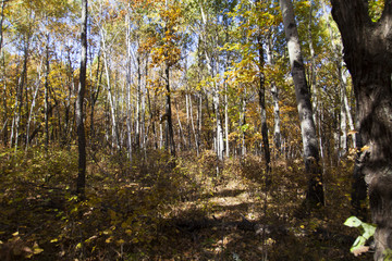 Beautiful autumn wood
