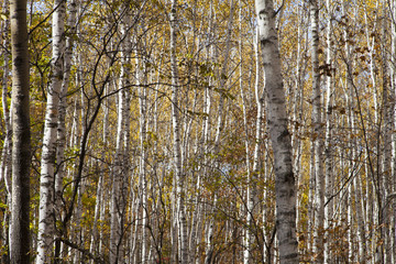 Obraz premium Beautiful autumn wood