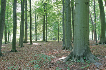 Obraz premium path in the forest
