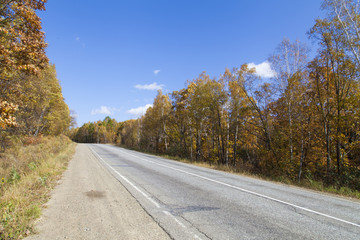 Fototapeta premium Beautiful autumn wood